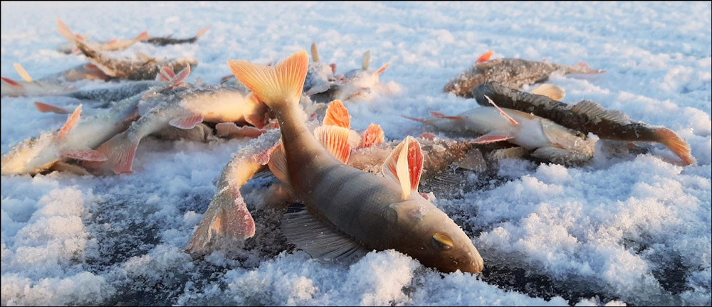 Ice Fishing Below Zero