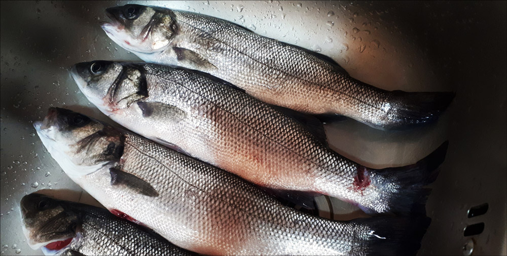 Sea Bass Basic Fishing