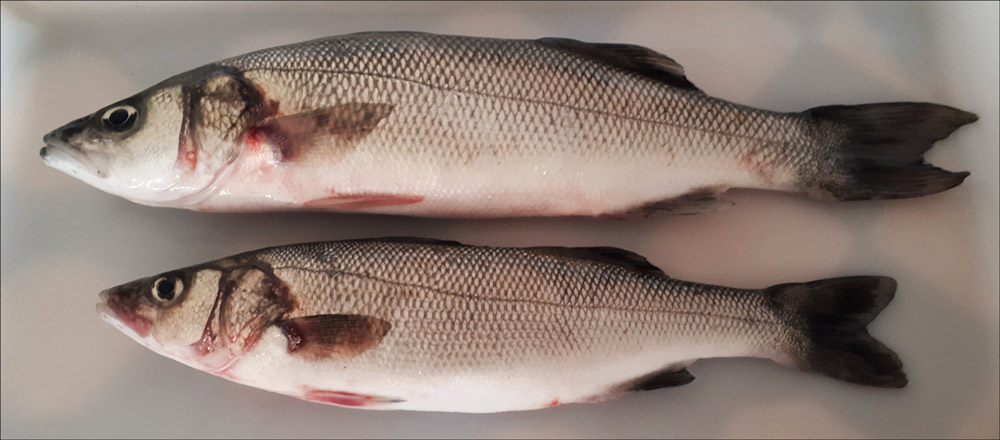 Sea Bass Habitats & Fishing Tactics