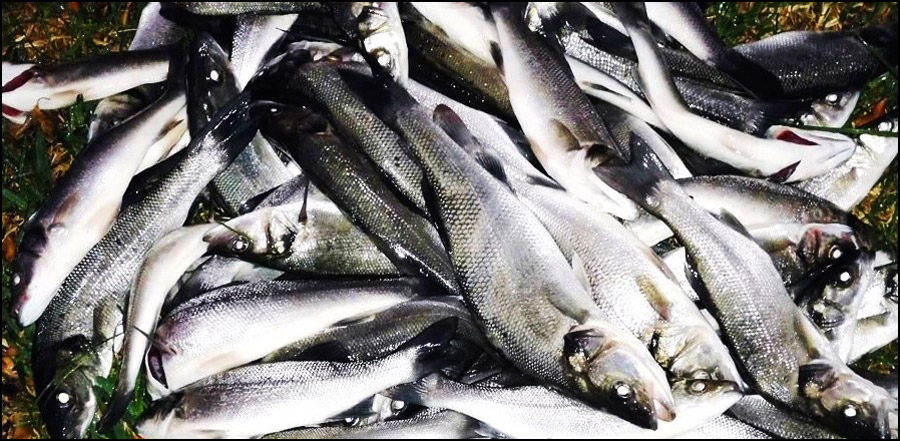 Sea bass is a tasty fish