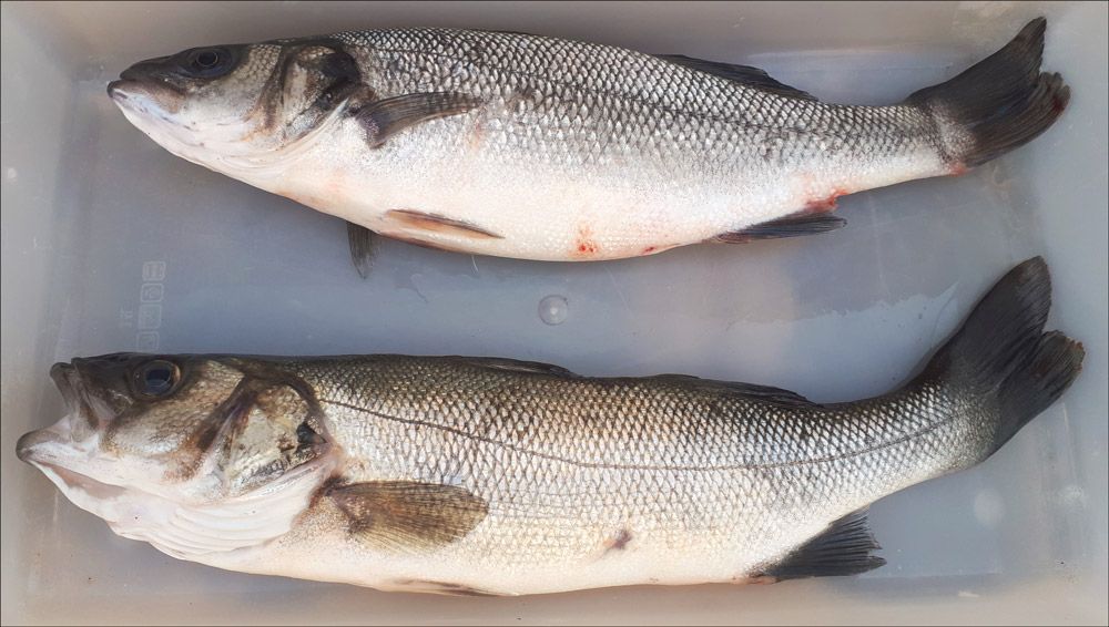 Two Sea Bass