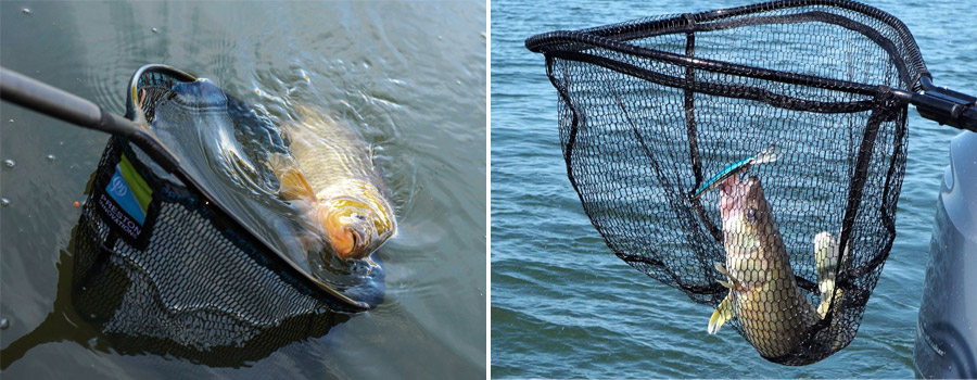 butterfly net helps catch fish