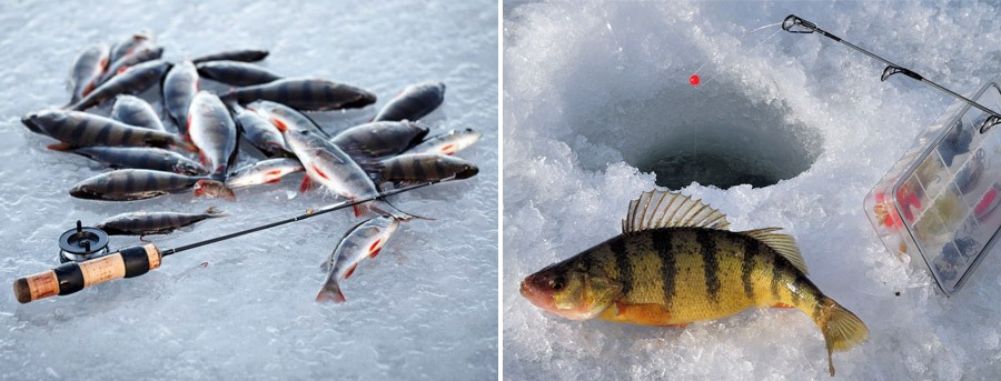 Decent catch of winter fishing
