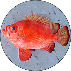 What is Fish Catalufa