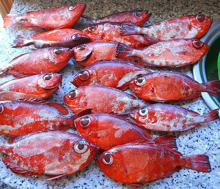 Fish Catalufa
