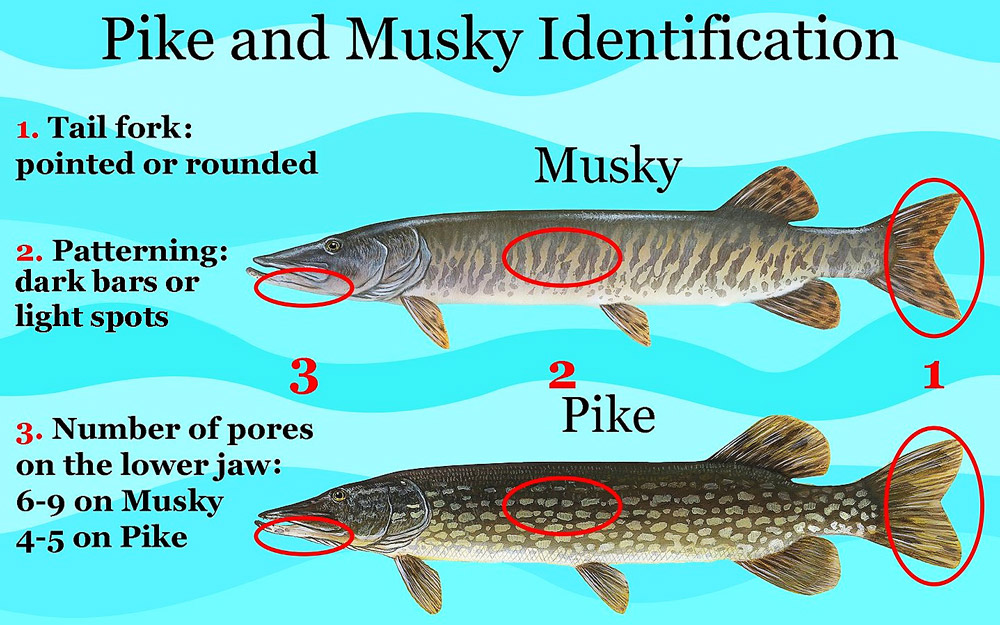 Difference Between Musky and Pike