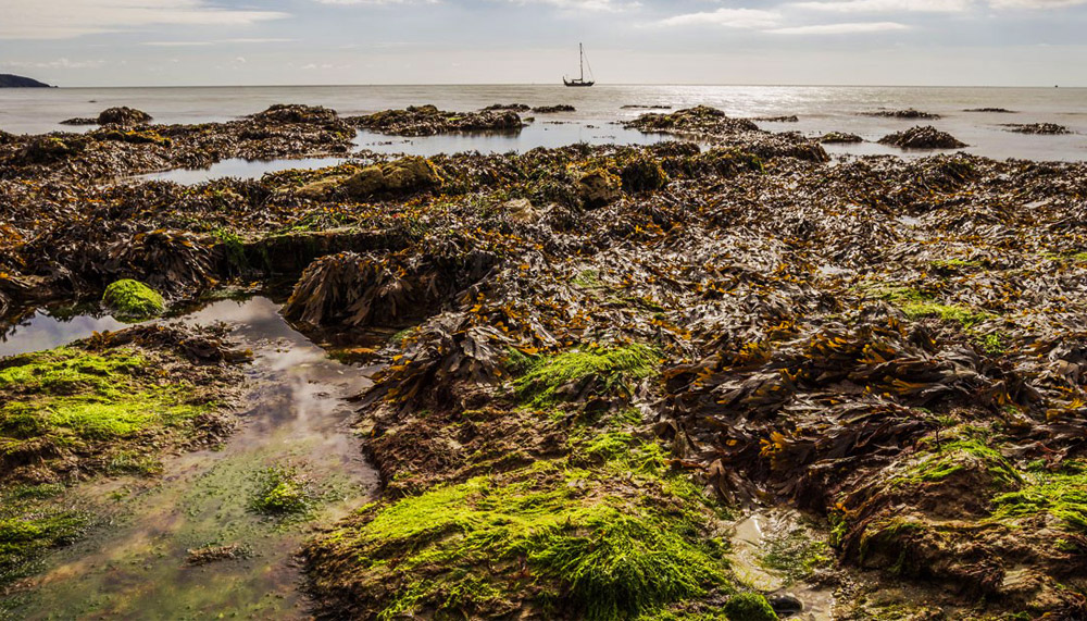 Typical Low Tide on the Ocean