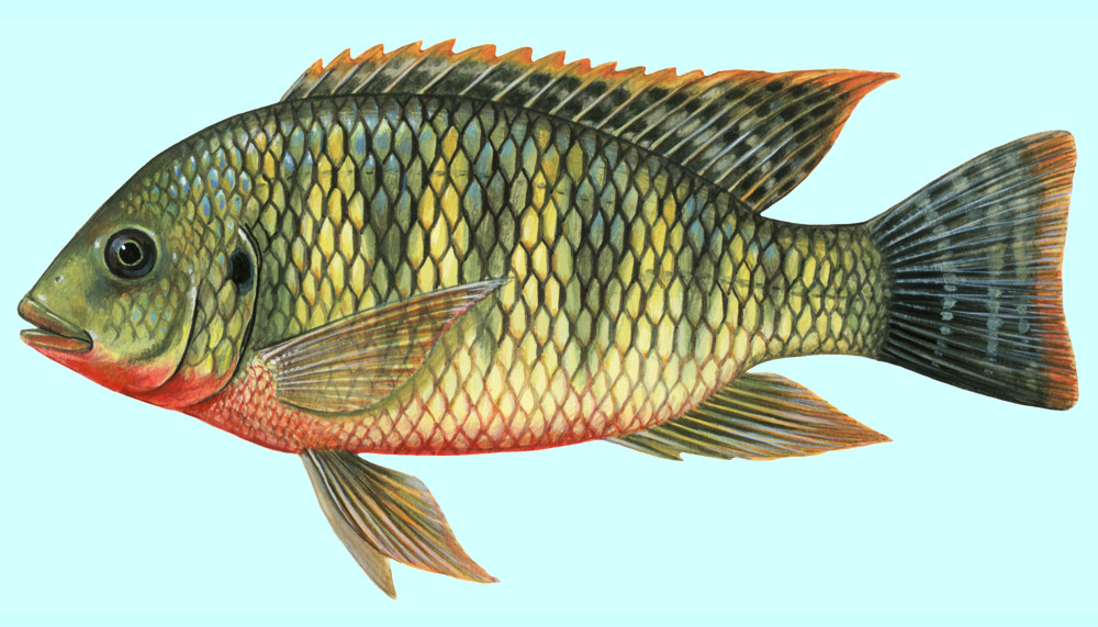 Tilapia Iconic Fish