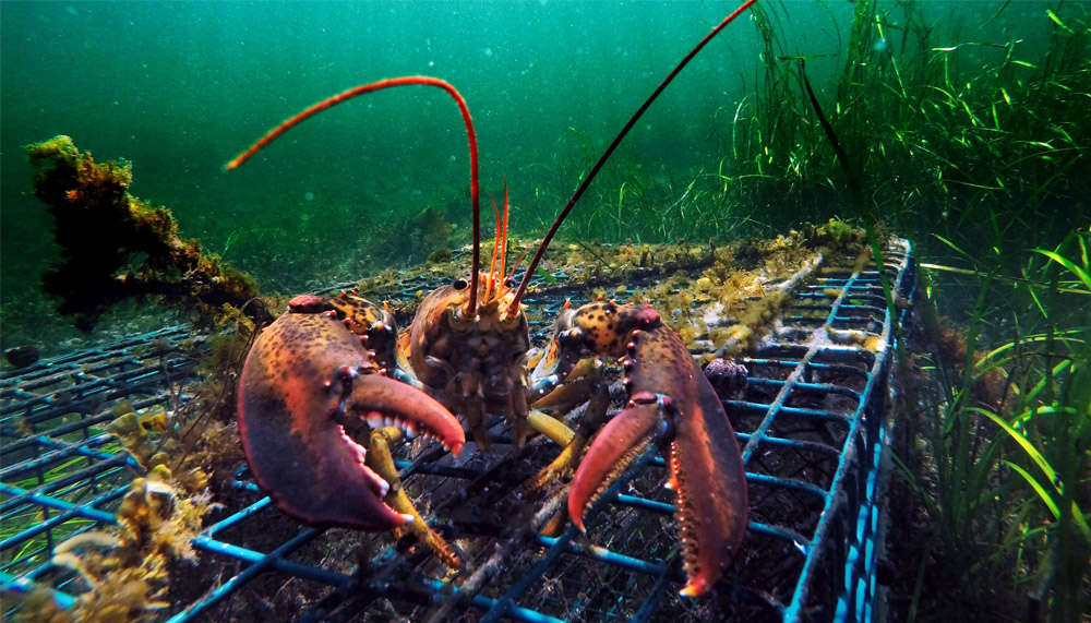 Metal Lobster Trap