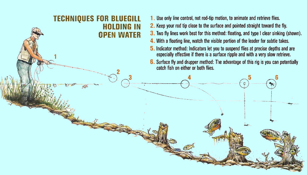 How to Catch Lots of Bluegill