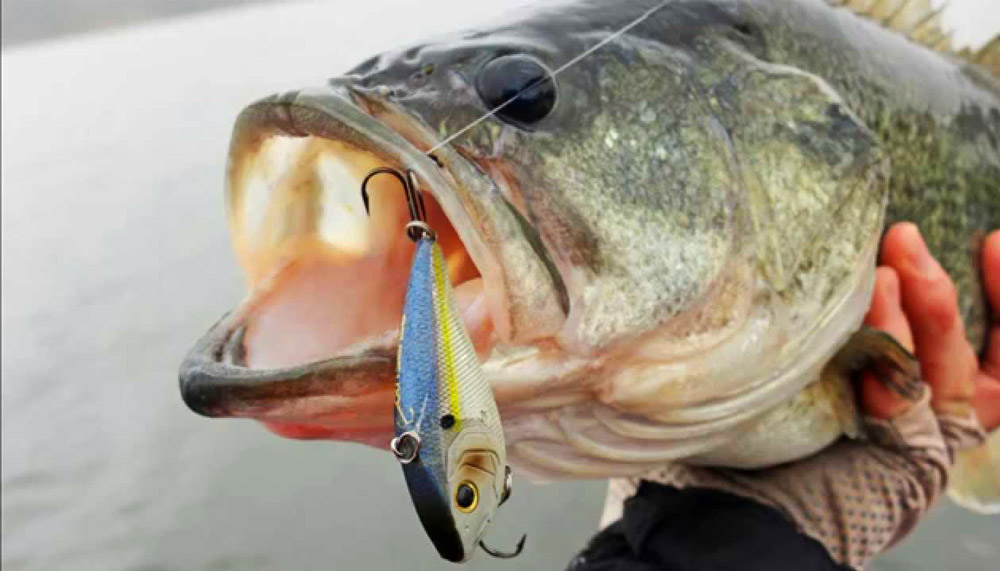 Search Baits for Clear Water Bass Fishing