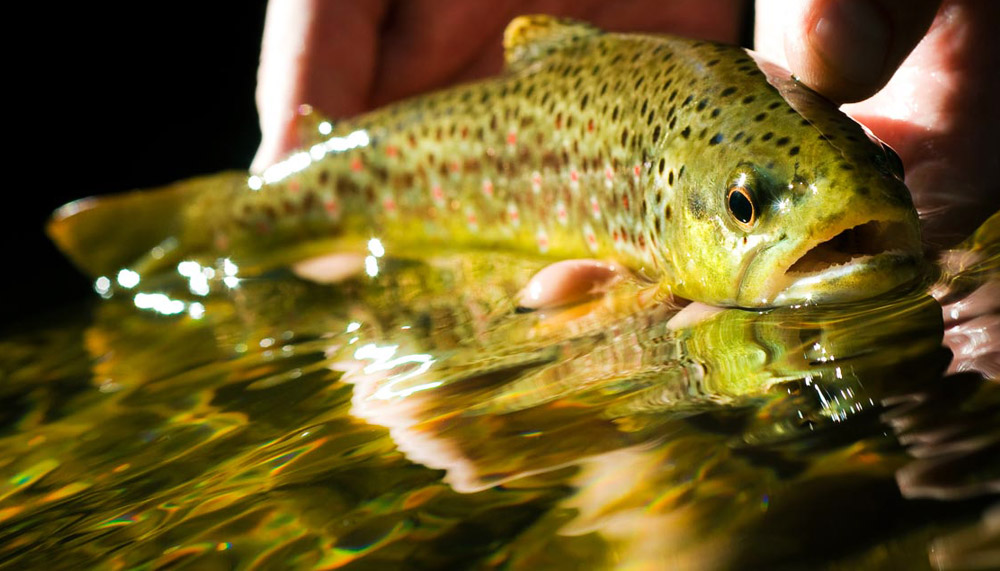 Catch-and-Release Practices for Small Fish Fly Fishing