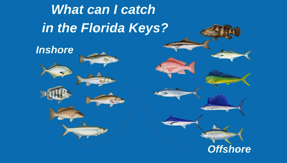 Types Of Fish To Catch In Florida
