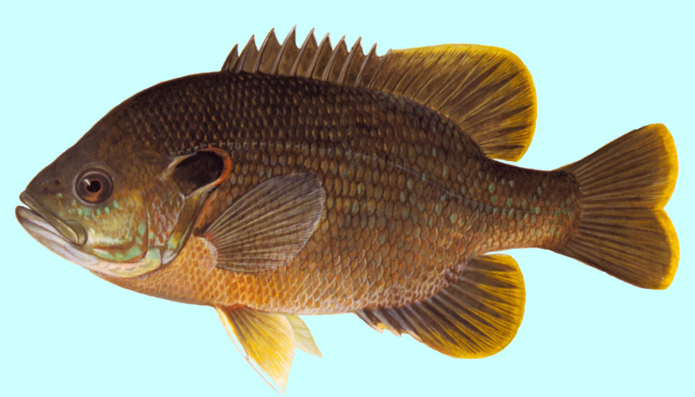 Fish Bluegill Sunfish