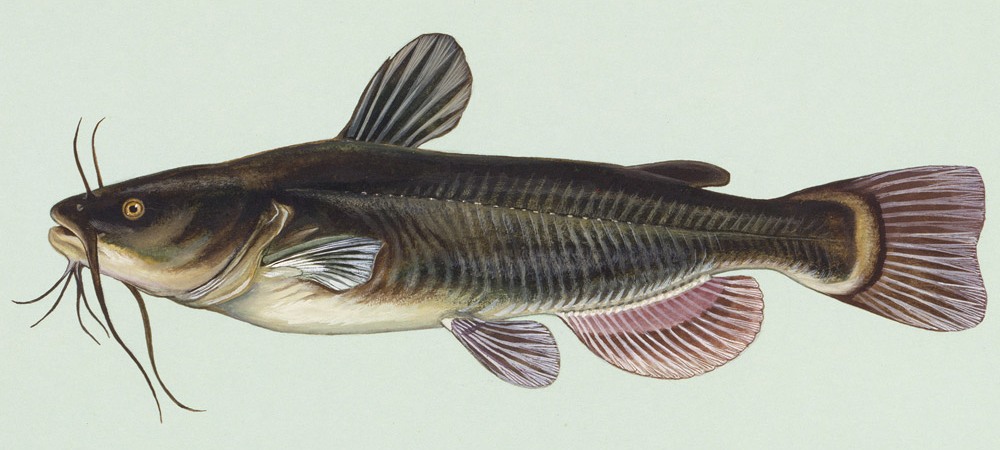 CatFish Fish