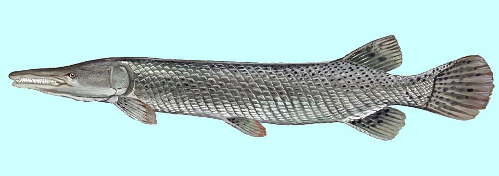 Alligator Gar Fish