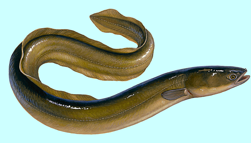 American eel Fish
