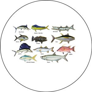 Read more about the article Types of Fish for Fishing in America