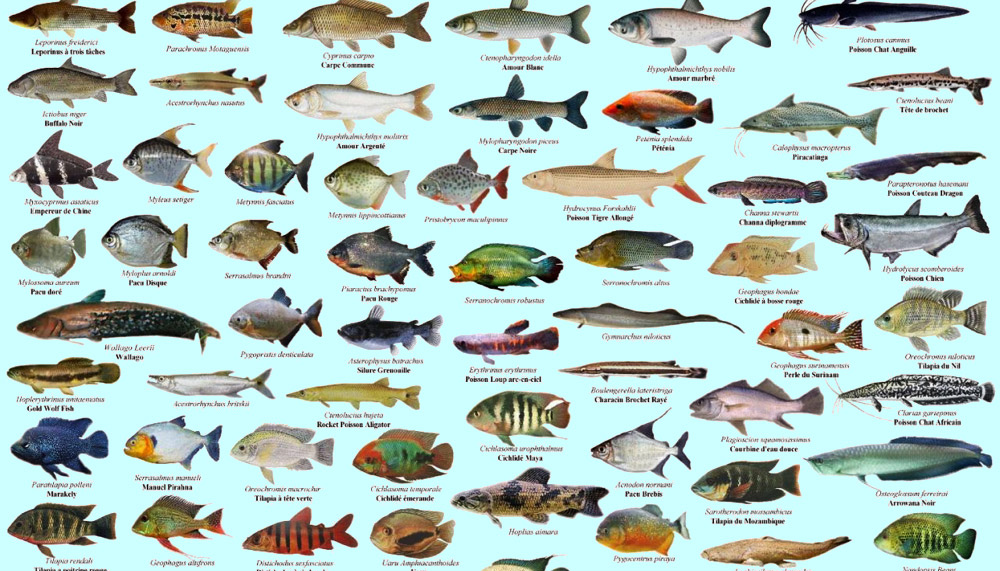 Fish of America Guide