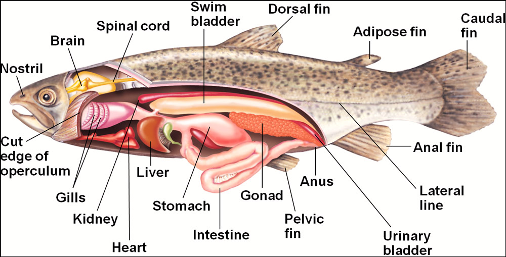 Fresh Catch to Flawless Fillet