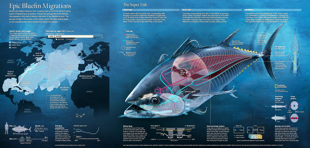 Epic Bluefin Migrations