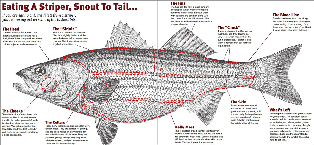 Striper Fish