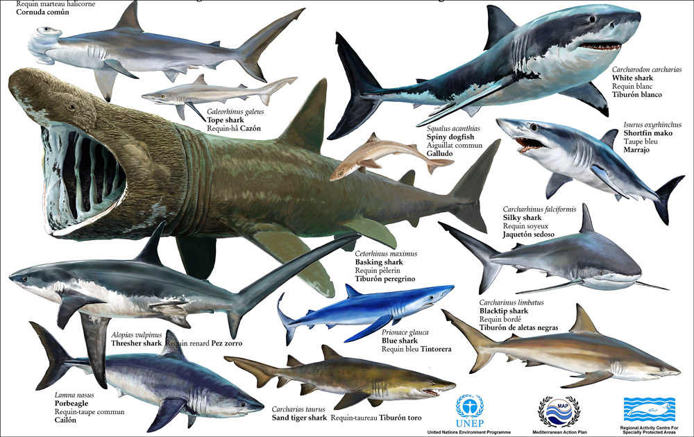 Types of sharks 