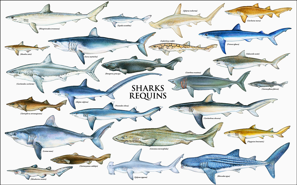 shark species diagram