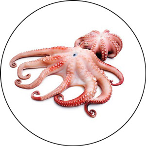 Read more about the article How to Catch Octopus