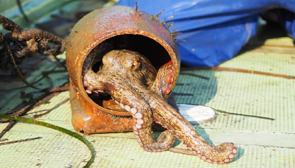 Catching Octopus With Pot