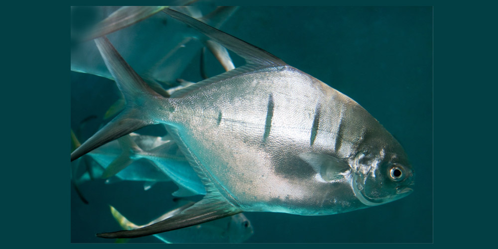 Palometa Fish Surf Fishing