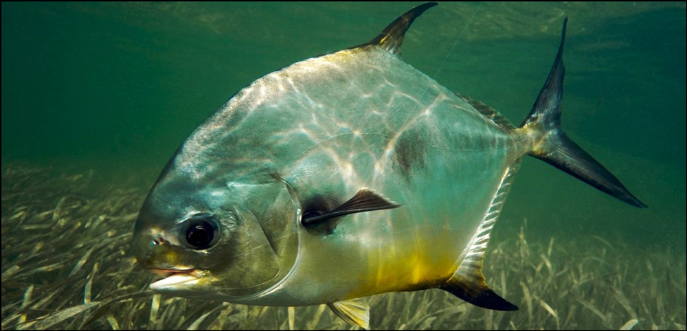 Pompano Fishing