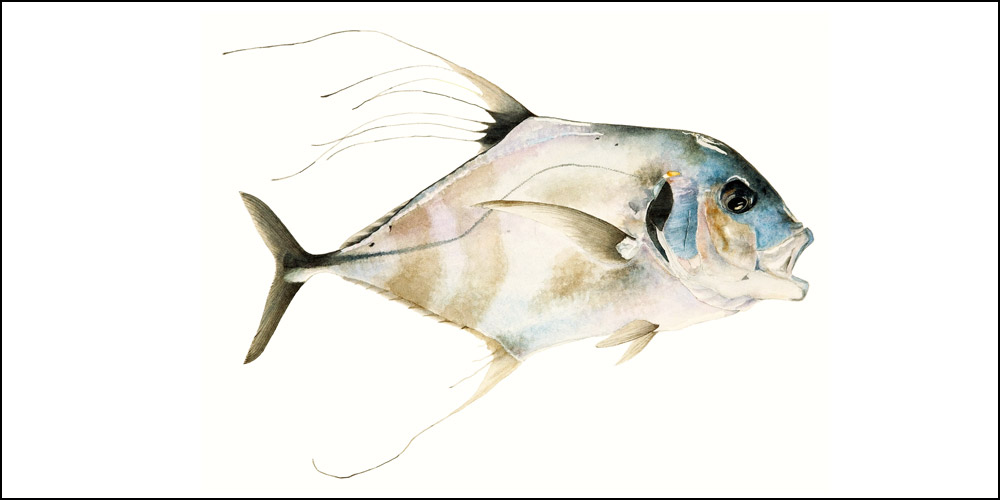 Rods for Pompano Surf