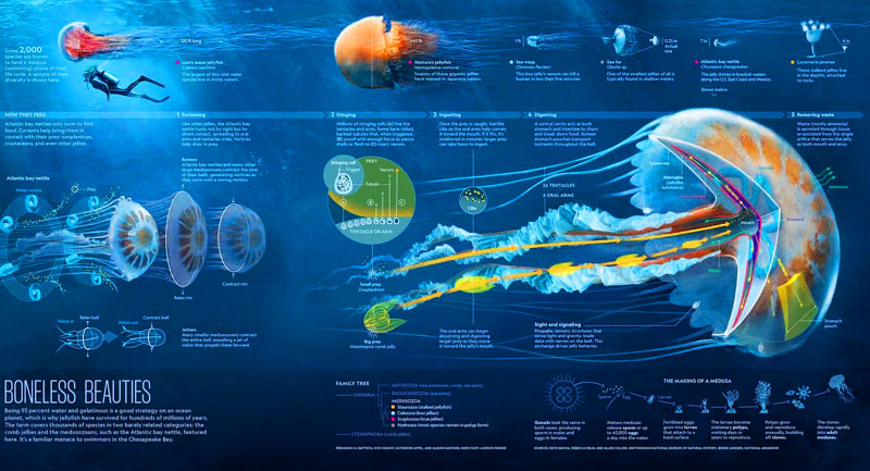 Jellyfish-3
