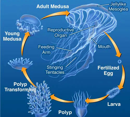 Jellyfish-4