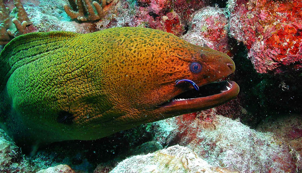moray eel